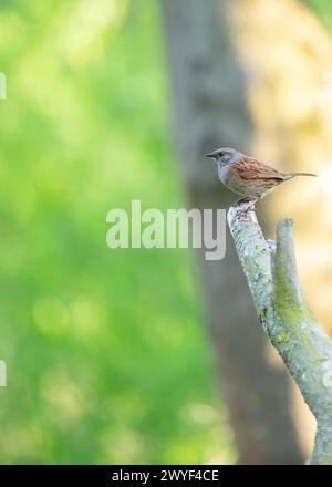 Kleiner brauner Dunnock mit gesprenkelter Brust, sucht nach Nahrung zwischen den Büschen im Father Collins Park, Dublin. Stockfoto