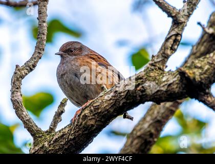 Kleiner brauner Dunnock mit gesprenkelter Brust, sucht nach Nahrung zwischen den Büschen im Father Collins Park, Dublin. Stockfoto