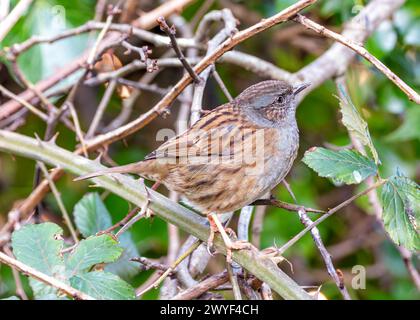 Kleiner brauner Dunnock mit gesprenkelter Brust, sucht nach Nahrung zwischen den Büschen im Father Collins Park, Dublin. Stockfoto