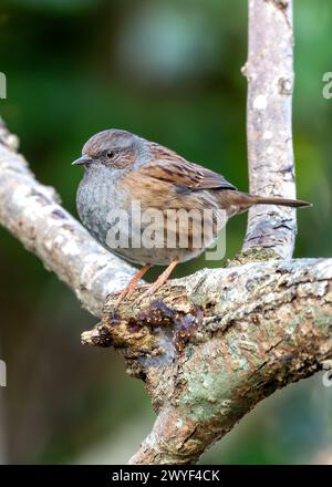 Kleiner brauner Dunnock mit gesprenkelter Brust, sucht nach Nahrung zwischen den Büschen im Father Collins Park, Dublin. Stockfoto