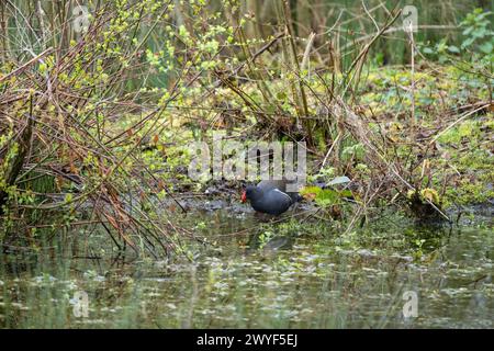 Ein Moorhen, Gallinula chloropus, auf der Suche nach Essen am Rande eines großen Pools inmitten einiger vegetarischer Gerichte am Pool. Stockfoto