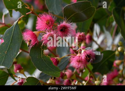 Bienen auf rosafarbenen Blüten der australischen Mugga oder Red Ironbark Eucalyptus sideroxylon, Familie Myrtaceae, im zentralen Westen NSW Stockfoto