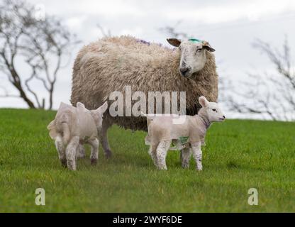 Preston, Lancashire, Großbritannien. April 2024. Bereit für den Sturm Kathleen. Lämmer, die Plastikmäntel tragen, um sie vor Regen und Wind in der Nähe von Chipping, Preston, Lancashire zu schützen. Quelle: John Eveson/Alamy Live News Stockfoto