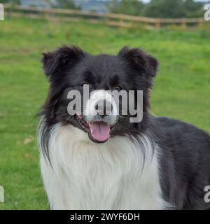 Border-collie Stockfoto