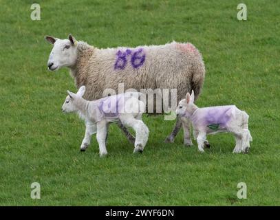 Preston, Lancashire, Großbritannien. April 2024. Bereit für den Sturm Kathleen. Lämmer, die Plastikmäntel tragen, um sie vor Regen und Wind in der Nähe von Chipping, Preston, Lancashire zu schützen. Quelle: John Eveson/Alamy Live News Stockfoto