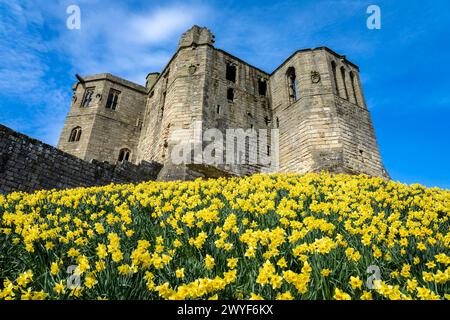 Warkworth Castle, Northumberland, UK Stockfoto