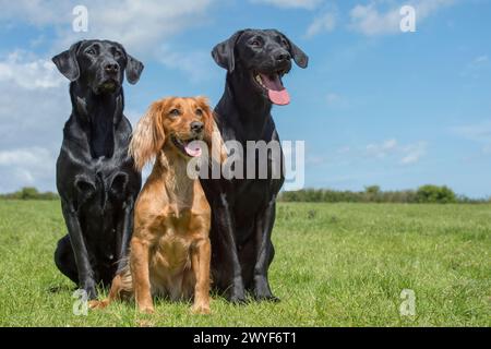 Zwei labradors und ein Cocker Spaniel Stockfoto