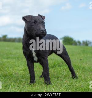 Patterdale terrier Stockfoto