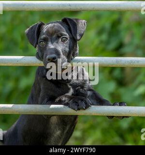 Patterdale Terrier, der durch eine Klappe schaut Stockfoto