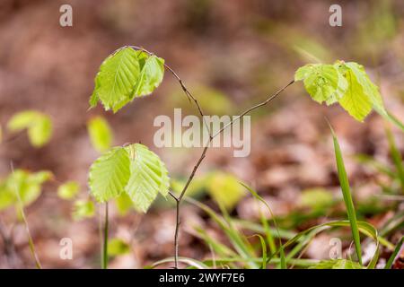 Der Setzling von Fagus sylvatica, der europäischen Buche oder gewöhnlichen Buche auf einem Waldboden Stockfoto