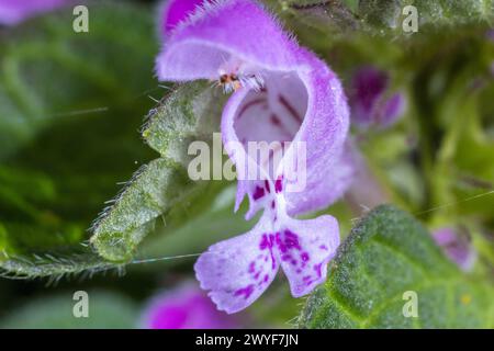 Blüten von Lamium pureum, bekannt als rote Totennessel, violette Totennessel oder purpurner Erzengel Stockfoto