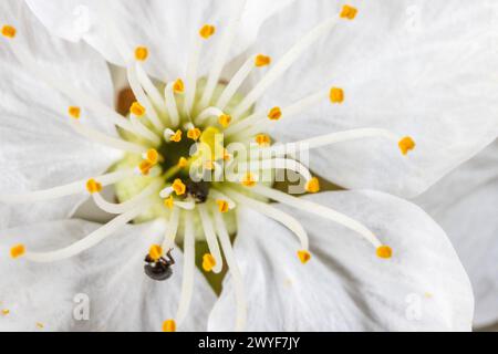 Eine Nahaufnahme der Blume von Prunus avium, gemeinhin als wilde Kirsche, süße Kirsche oder gean bezeichnet Stockfoto