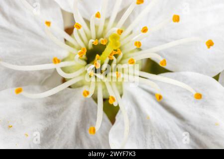 Eine Nahaufnahme der Blume von Prunus avium, gemeinhin als wilde Kirsche, süße Kirsche oder gean bezeichnet Stockfoto
