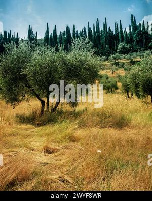 Ein großer Garten rund um die große toskanische Villa. Stockfoto