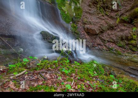 Fluss mit frisch blühender Blume im Frühling auf dem botanischen Pfad Stockfoto