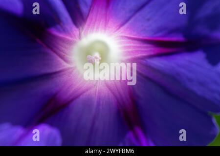 Morning Glory (Ipomoea tricolor) Nahaufnahme des Blumenkörpers mit Stigma, Wiltshire Garden, Großbritannien, Juli Stockfoto