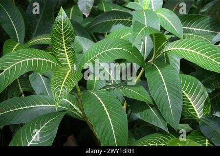 Sanchezia speciosa, Acanthaceae. Costa Rica. Sanchezia ist eine Gattung der Pflanzenfamilie Acanthaceae. Stockfoto