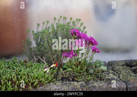 Lila Steinkresse in einer Pflanzwand Stockfoto