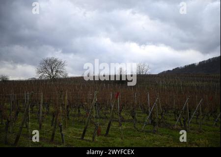 Malerischer Blick auf die berühmten Grand Cru Weinberge in der Landschaft von Riquewihr, einem malerischen Dorf an der Weinstraße des Elsass in Frankreich. Stockfoto