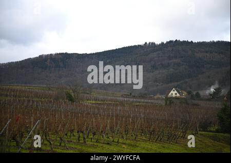 Malerischer Blick auf die berühmten Grand Cru Weinberge in der Landschaft von Riquewihr, einem malerischen Dorf an der Weinstraße des Elsass in Frankreich. Stockfoto