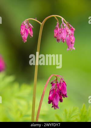 Bogenförmige Stämme und rosa Blüten des hartblütigen, im Frühling blühenden Waldlanders Dicentra formosa Stockfoto