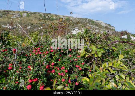 Cotoneaster integrifolius (Cotoneaster integrifolius), ein Gartenparadies mit Massen roter Beeren auf Küstenfelsen, Isle of Portland, Großbritannien, Oktober. Stockfoto