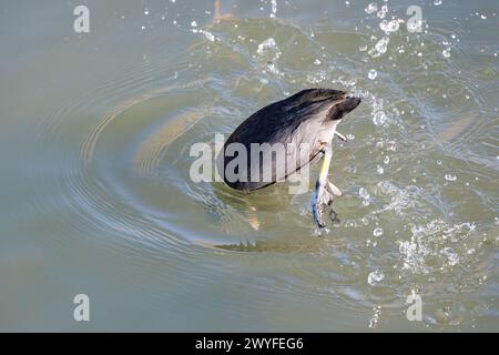 Ein umgedrehter eurasischer Coot (Fulica atra), der sich mit Wasser für Nahrung beschäftigt. Stockfoto