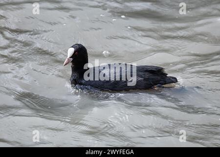 Ein eurasischer Coot (Fulica atra), der auf einem See schwimmt. Stockfoto