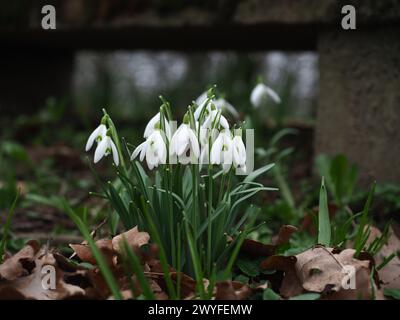 Schneeglöckchen in einem Park in Stettin Polen Stockfoto