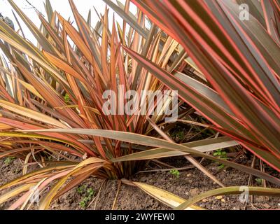 Phormium-Tenax-Pflanze klumpt Nahaufnahme. Neuseeländische Flachs- oder neuseeländische Hanfblätter mit Bronze-, Grün- und rosafarbenen Streifen. Stockfoto