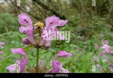 Hummel an den lila Blüten des Lamiums maculatum. Gefleckte tote Brennnessel, gefleckte Henbit oder lila Drachen blühende Pflanze im Frühjahr. Stockfoto