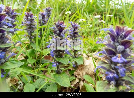 Ajuga reptans, Bugle, Blue Bugle, Bugleherb, Bugleweed, Teppichkraut, Teppichkeule, gewöhnlicher Bugle oder St. Lawrence-Pflanze mit blauen Blüten. Allgemein VI Stockfoto