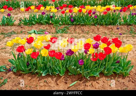 Kurze Reihe geöffneter, mehrfarbiger Tulpen in Blüte, die reihenweise auf einem Erdhügel auf einem Bauernhof wachsen, um an einem sonnigen Tag im frühen Frühling zu pflücken Stockfoto