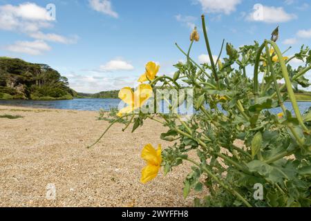 Gelbgehörnte Mohnklumpen (Glaucium flavum) blühen am Strand von Loe Bar neben dem Loe Pool, Porthleven, The Lizard, Cornwall, Großbritannien, Juni. Stockfoto