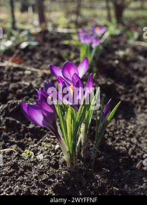 Vertikale Nahaufnahme von leuchtenden violetten Krokusblüten im Garten. Stockfoto