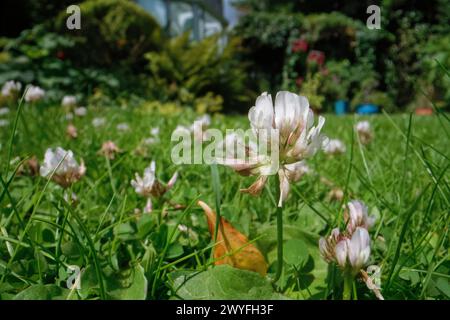 Weißklee (Trifolium repens) blüht auf einem Gartenrasen, der ungemäht bleibt, damit Wildblumen blühen können, um bestäubende Insekten zu ernähren, Wiltshire, Großbritannien, Juni. Stockfoto