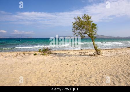 Ein einsamer Baum, der am Sandstrand von Marmari auf der Insel Kos wächst. Griechenland Stockfoto