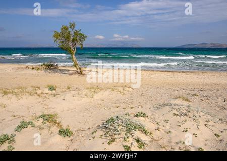 Ein einsamer Baum, der am Sandstrand von Marmari auf der Insel Kos wächst. Griechenland Stockfoto
