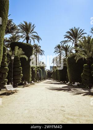 Parque Genovés in Cadiz mit Zypressen und Palmen entlang eines breiten Weges, Andalusien, Spanien, Sommerurlaub, Tourismus in Spanien, öffentliche Gärten Stockfoto