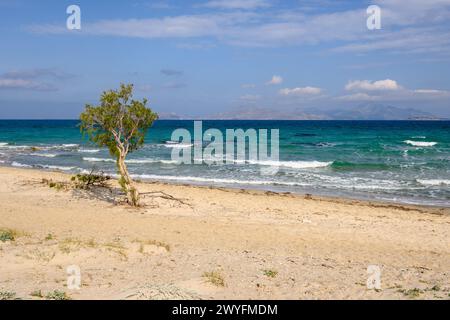 Ein einsamer Baum, der am Sandstrand von Marmari auf der Insel Kos wächst. Griechenland Stockfoto