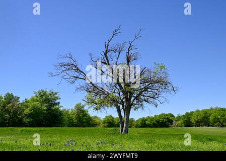 Ein isolierter Baum inmitten eines grünen, grasbewachsenen Feldes mit Blättern und Blüten, die an einem sonnigen Frühlingsmorgen auf seinen Ästen wachsen. Stockfoto