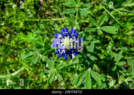 Ein Blick von oben auf eine einzelne Blume des Bluebonnet in voller Blüte, umgeben von grünen Blättern und Gras an einem sonnigen Frühlingstag in Texas. Stockfoto