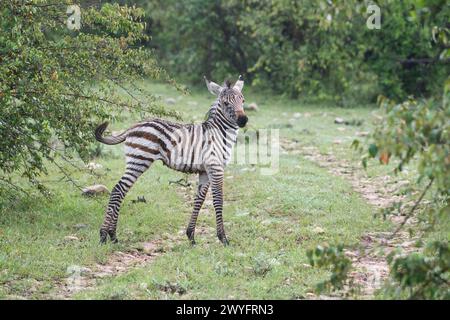 Gewöhnliches oder flaches Zebra (Equus quagga), Jungfohlen Stockfoto