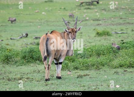 Eland (Tauro Oryx) Stockfoto