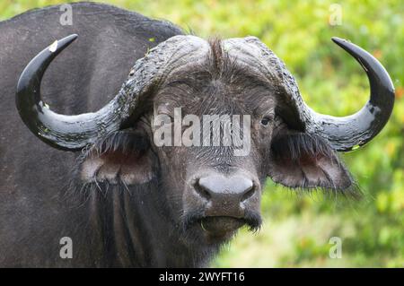 Kopf eines afrikanischen Büffels oder Kapbüffels (Syncerus Caffer), aufgenommen während eines Regensturms Stockfoto