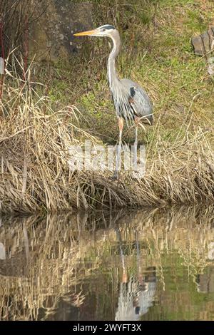 Ein großer blauer Reiher steht auf dem Boden neben ruhigem Wasser im Norden von Idaho. Stockfoto