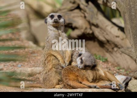 Suricate im Parc Animalier des Pyrenäes, Argeles-Gazost, Hauts Pyrenäen, Frankreich Stockfoto