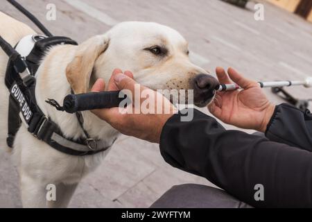 Junger Labrador in einer Ausbildung für Blindenhunde, mit einem Ausbilder, der einen weißen Stock hält. Assistenztierkonzept. Stockfoto