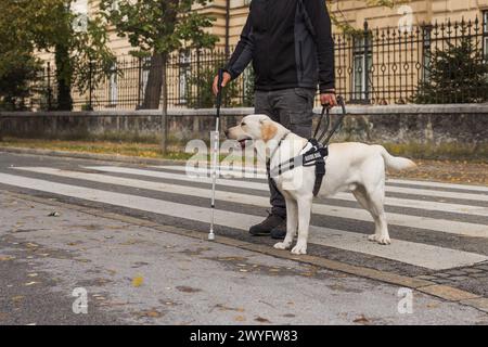 Sehbehinderter Mann, der mit Hilfe seines ausgebildeten Blindenhundes die Straße überquert und läuft. Mobilitätskonzept für Sehbehinderte. Stockfoto