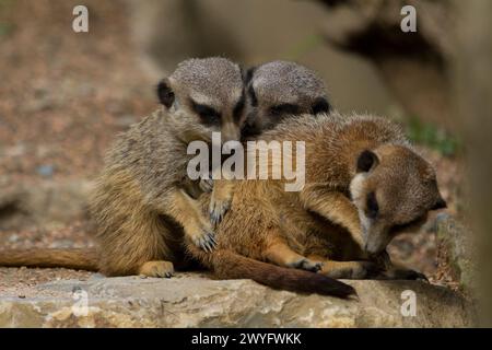 Suricate im Parc Animalier des Pyrenäes, Argeles-Gazost, Hauts Pyrenäen, Frankreich Stockfoto